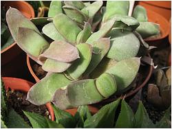 Gasteria glomerata