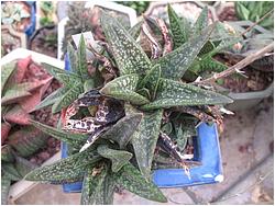 Gasteria nitida