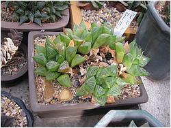 Haworthia cv. Green flash