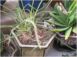 Haworthia blackburniae