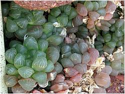 Haworthia cooperi v. truncata