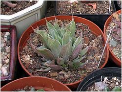 Haworthia cv. Grey Ghost