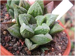 Haworthia cv. SM Gingi