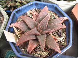 Haworthia koelmaniorum