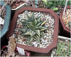 Haworthia limifolia f. variegata