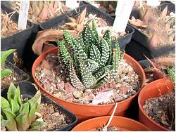 Haworthia maxima