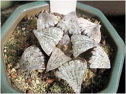 Haworthia emelyae v. picta