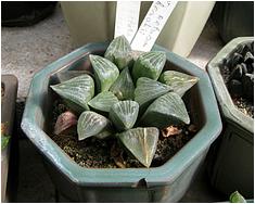 Haworthia retusa v. dekenahii