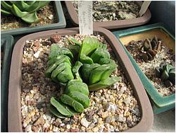 Haworthia truncata cv. Lime Green