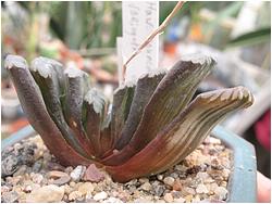 Haworthia truncata f. variegata