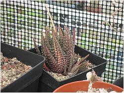 Haworthia minima f. variegata