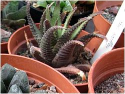 Haworthia woolleyi