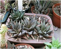 Haworthia scabra v. morrisae