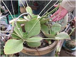 Kalanchoe synsepala