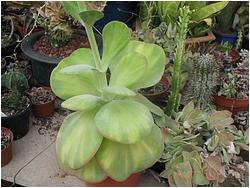 Kalanchoe farinacea (thyrsiflora) f. variegata