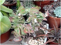 Kalanchoe farinacea (thyrsiflora) f. cristata
