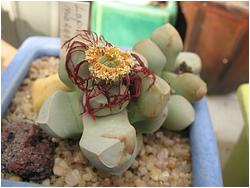 Lapidaria