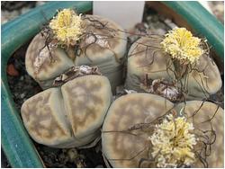 Lithops geineae