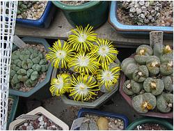 Lithops helmii