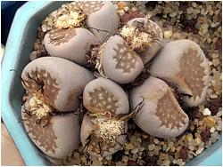 Lithops jullii