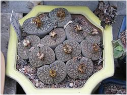 Lithops lesliei ssp. lesliei