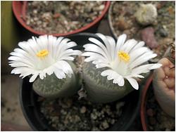 Lithops marmorata