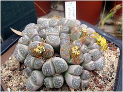 Lithops olivacea