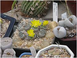 Lithops olivacea v. olivacea