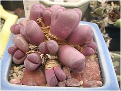 Lithops optica rubra