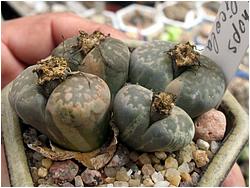 Lithops salicola variegated