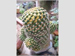 Mammillaria eichlanii v. aurea