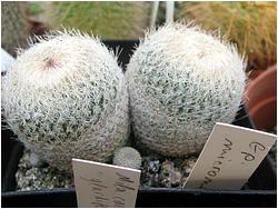 Mammillaria micromeris