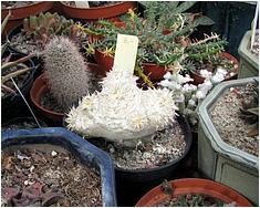 Pachypodium brevicaule