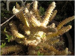 Pachypodium rosulatum v. horombense