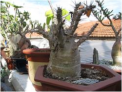 Pachypodium saundersii