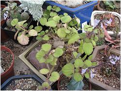 Plectranthus ernestii