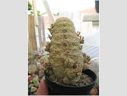 Pseudolithos