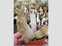 Pseudolithos migiurtinus x dodsonianus