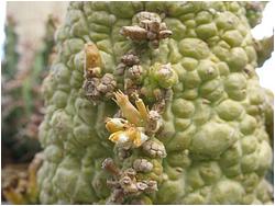 Pseudolithos migiurtinus