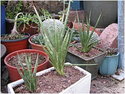 Sansevieria cylindrica