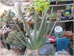 Sansevieria cylindrica cv. Skyline