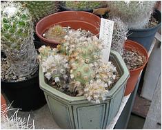 Tephrocactus molinense