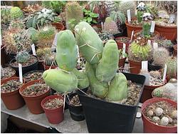 Trichocereus bridgesii f. monstrosa