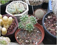 Turbinicarpus alonsoi