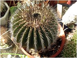 Uebelmannia sp.