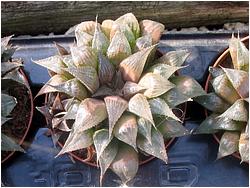 Haworthia