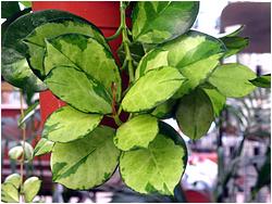 Hoya australis f. variegata