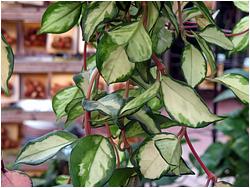 Hoya carnosa f. variegata