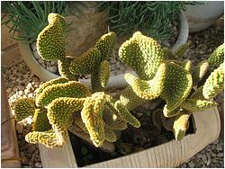 Opuntia microdasys f. cristata