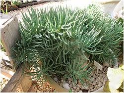 Senecio picticaulis v. glauca f. cristata